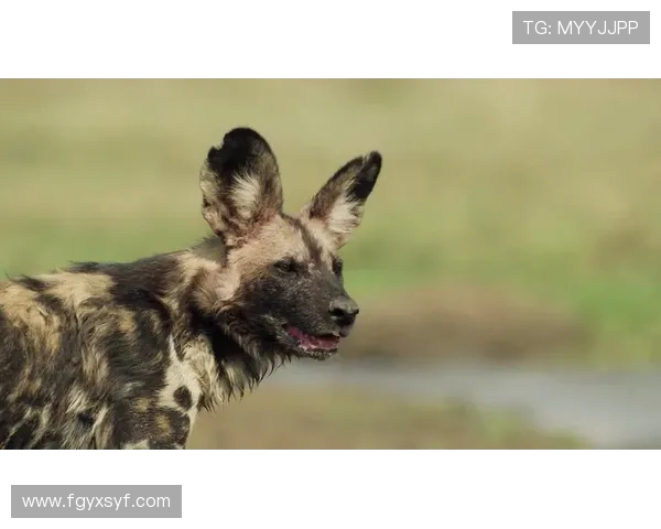 南部鲨鱼与超级城市的激烈对决谁将成为胜利者的传奇故事